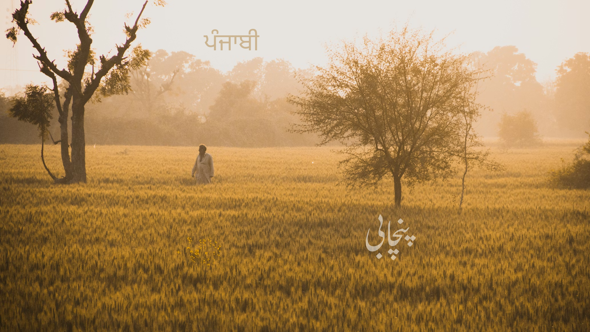 The golden fields of Punjab — birthplace of the Punjabi language